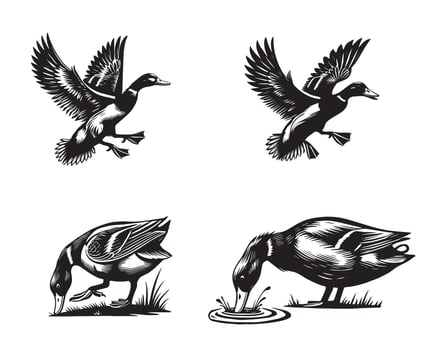 Mallard Duck Illustration Collection for Designers vector