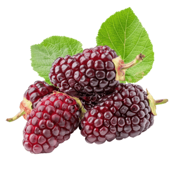 Fresh Mulberry, clipping path isolate on transparency background png