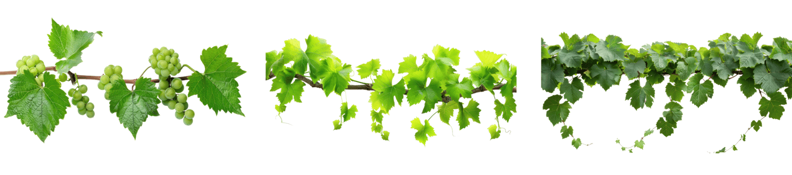 Bush grape vine isolate on transparency background png