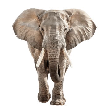 African Elephant front view full body isolate on transparency background png