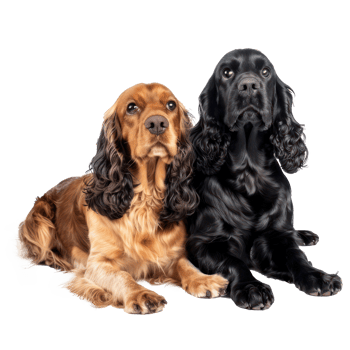 Cocker Spaniels full body isolate on transparency background png