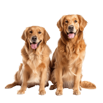 Golden Retrievers full body isolate on transparency background png