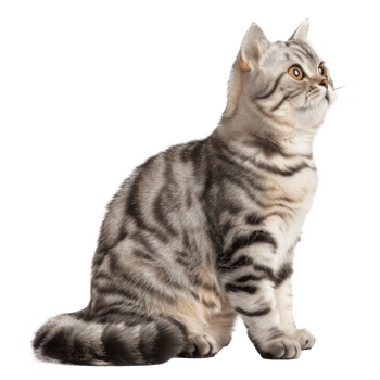 American Shorthairs cat pet full body isolate on transparency background png