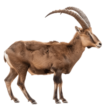 Ibex side view full body isolate on transparency background png