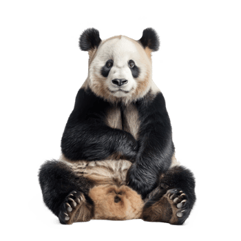 Giant Panda front view full body isolate on transparency background png