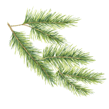 A green spruce branch with soft, realistic needles Fir, cedar, pine watercolor twig. Isolated clipart for holiday-themed projects, Christmas gift tags, winter merchandise, or nature-inspired designs png