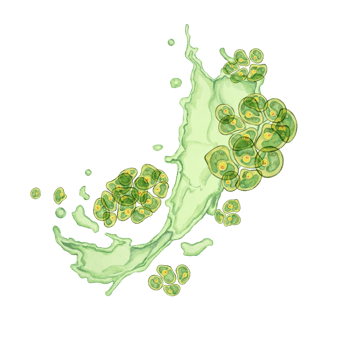Chlorella algae watercolor clipart featuring green clusters in an abstract dynamic splash design. Ideal for educational content, environmental campaigns, and wellness branding png