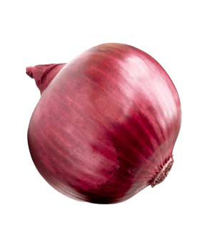 A bulb of big red or purple onion isolated with clipping path in file format png