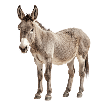 Playful donkey standing against a white backdrop in studio png