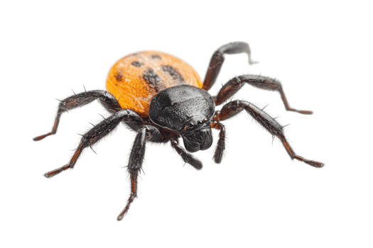 Close-up image of a colorful spider with an orange and black body, isolated on a transparent background. Ideal for educational and biological purposes. png