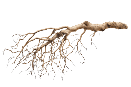 Close-up of intricate root system from a tree, isolated on transparent background. Ideal for nature, biology, and ecosystem concepts. png