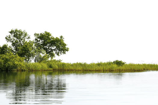 A serene riverside scene with lush green trees and grass reflected in calm, clear water, creating a tranquil and natural setting. png
