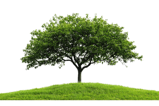 A solitary green tree stands on a small grassy hill, showcasing lush foliage and vibrant greenery, symbolizing nature and tranquility. png