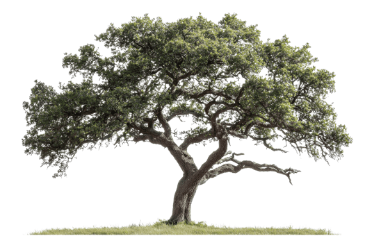 Beautiful wide-spreading tree with lush green foliage isolated on transparent background. perfect for nature and outdoor-themed designs. png