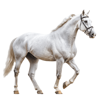 Majestic white horse gracefully trotting in a bright space png