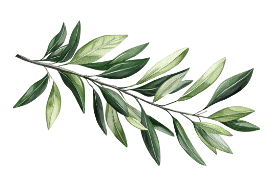 Watercolor illustration of a green olive branch with leaves, perfect for botanical designs, nature themes, and organic products. png