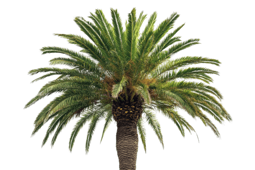 Cropped image of an isolated palm tree with lush green fronds. Perfect for tropical, summer, and beach-themed designs and projects. png