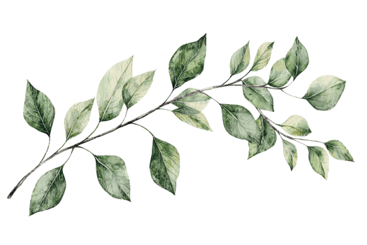 Watercolor illustration of a green leafy branch. Perfect for botanical designs, nature themes, and creative projects. png