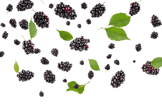 Fresh blackberries and green leaves scattered on a transparent background. capturing the essence of summer fruit in a vibrant display. png