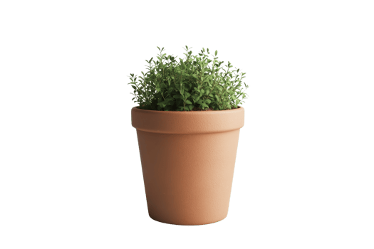 Small green plant in a terracotta pot on a transparent background. perfect for interior decoration, gardening, or housewarming gifts. png