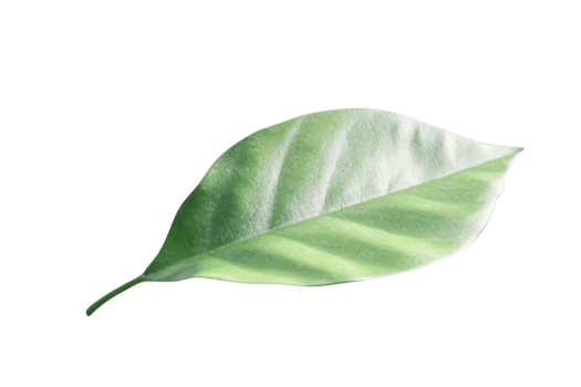Single green leaf isolated on a transparent background. showcasing nature's simplicity. Perfect for eco-friendly designs and botanical themes. png