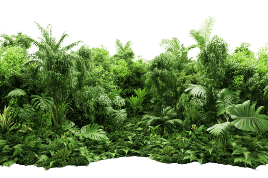 Lush green tropical rainforest showcasing dense vegetation, large leaves, and exotic plants in a vibrant natural landscape. png