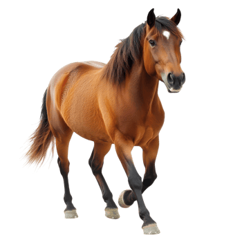 A majestic brown horse gracefully trots indoors in soft light png