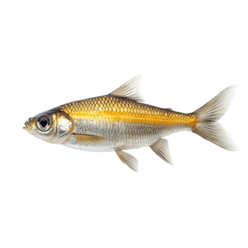 Fresh Roach Fish Isolated on White Background for Culinary Use png