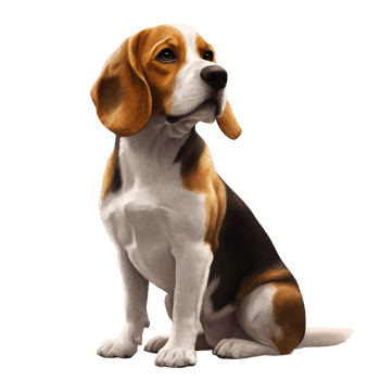 Detailed Realistic Beagle Dog Clipart Isolated on Transparent Background png