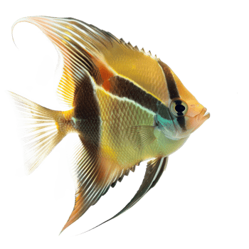 Angelfish front view full body isolate on transparency background png