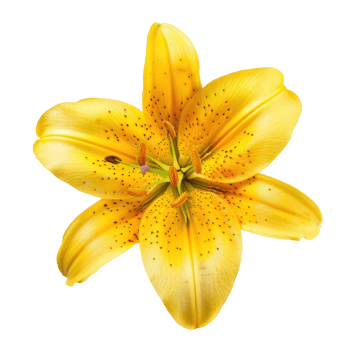 Lily flower top view full length isolate on transparency background png