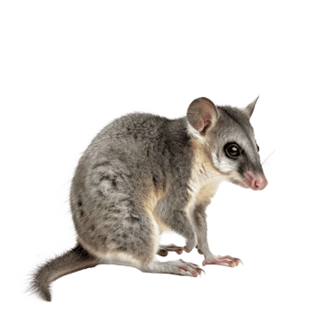 Possum side view full body isolate on transparency background png