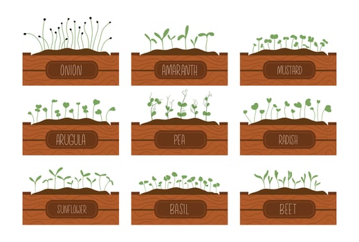 Set of hand drawn various of sprouts, microgreens growing in a wooden boxes with labels vector