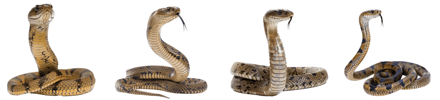 King Cobra full body isolate on transparency background png