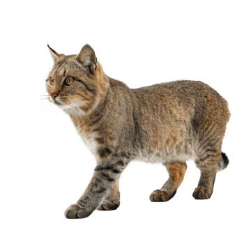 Wild cat full body isolate on transparency background png
