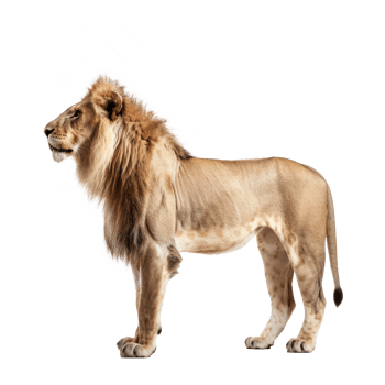 Asiatic Lion side view full body isolate on transparency background png