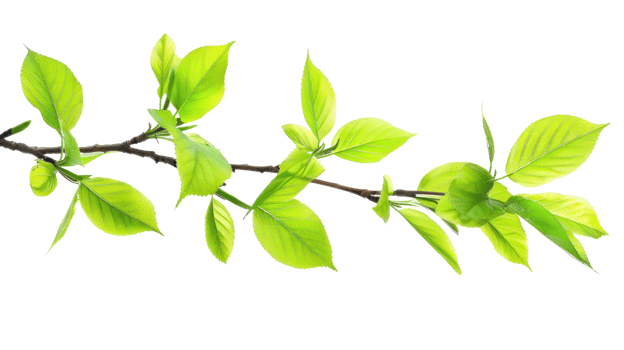 Bright green Spring leaves branch isolate on transparency background png