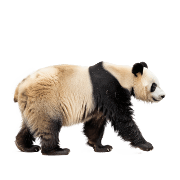 Giant Panda side view full body isolate on transparency background png