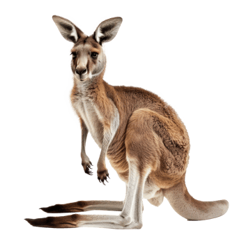 Kangaroo full body isolate on transparency background png