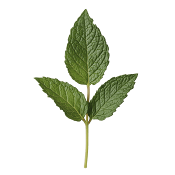 Fresh mint leaves on a transparent background, showcasing vibrant green color and crisp texture for culinary use, Mint leaf transparent background png