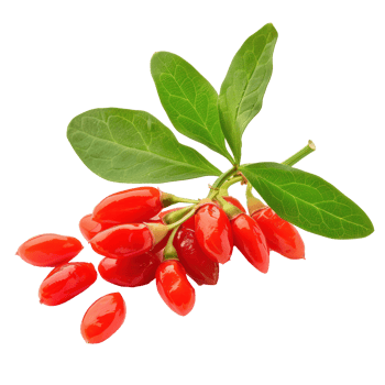 Fresh Goji berry with green leaves isolate on transparency background png