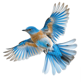 Bluebird fly full body isolate on transparency background png