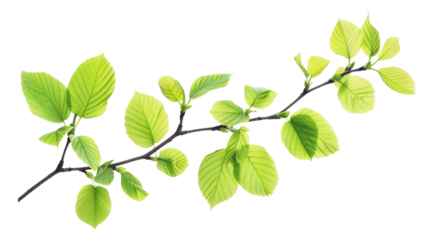 Bright green Spring leaves branch isolate on transparency background png