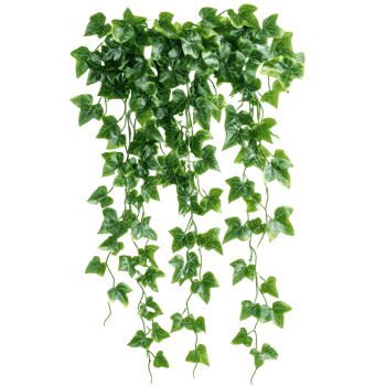 Green hanging ivy leaves gracefully draping against a transparent background, green hanging ivy leaves isolated on transparent background png