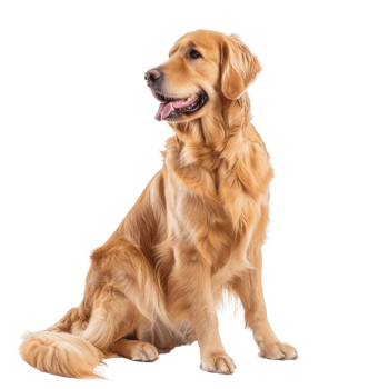 Golden Retrievers side view full body isolate on transparency background png