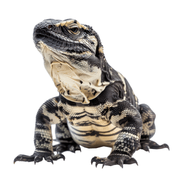 Argentine Black and White Tegu pet full body isolate on transparency background png