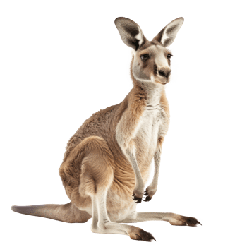 Kangaroo full body isolate on transparency background png
