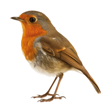 Robin bird side view full body isolate on transparency background png