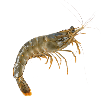 Shrimp full body isolate on transparency background png