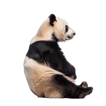 Giant Panda side view full body isolate on transparency background png